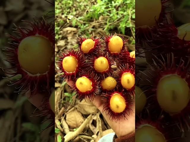 It’s the season to eat fruits again #236#shorts #fruitworld ...