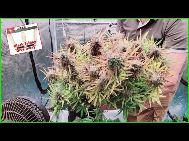 Mephisto Autoflower Harvest; Black Friday Give-Away #marshydroblackfriday