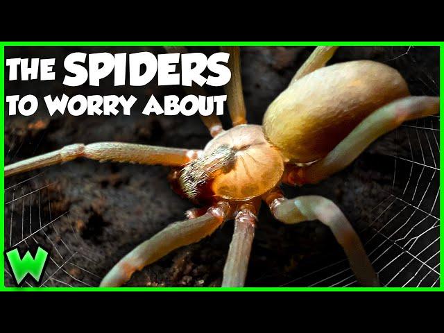 These are the Most VENOMOUS Spiders in the US