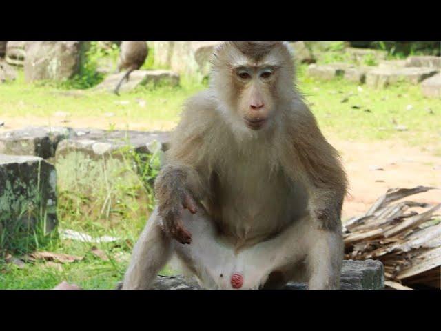 After Swim Water  and Pongo - akot Sit On Stone Eat Lotus Fruits on July12.2023,G-Maz.1834..Ambers