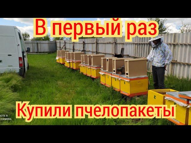 Впервые купил пчелопакеты.  Что нам продали?