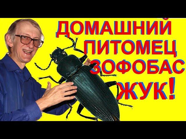 Как Разводится Домашний Питомец, Жук Зофобас, или Жук Суперхрущак? Видео Инструкция Как Разводить?