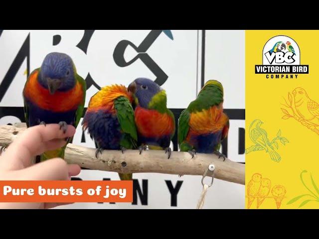 Gorgeous Baby Rainbow Lorikeets | Victorian Bird Co