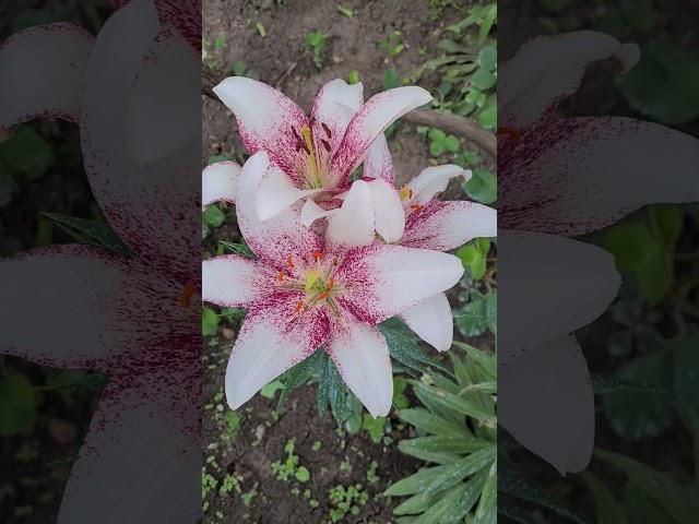 Лилия Ла - Гибрид Свит Дзаника Sweet Zanika #Лилия #Свитдзаника #garden #flower #lilium