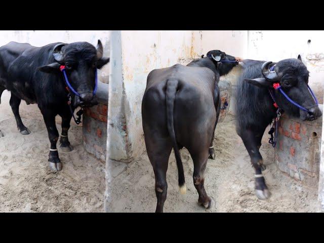 jhota race  combined status video  सारे ही काफ़ी अच्छे झोटे है