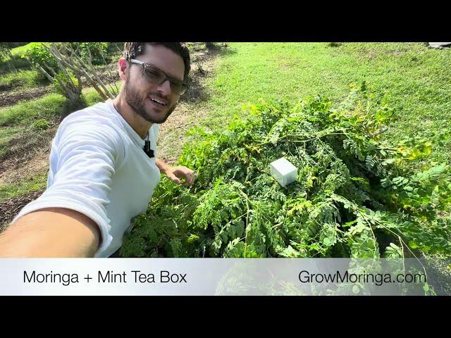 1st Moringa Harvest of the Season | Trimming and Shaping to Perfection | Grow Moringa Farms Vlog #3