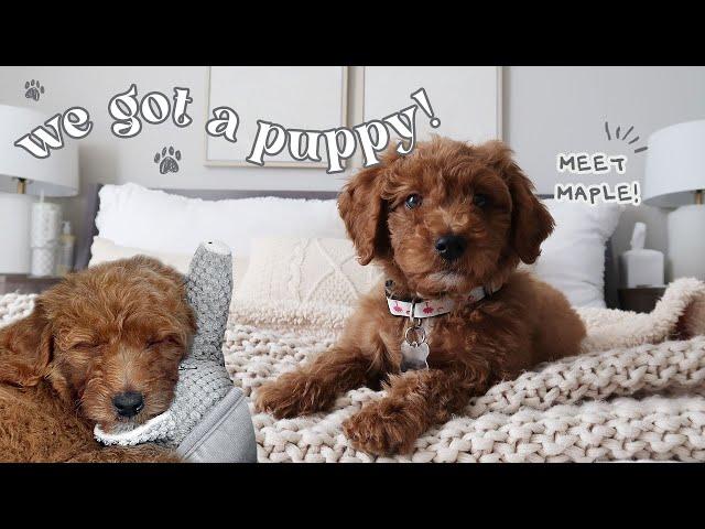 Picking up our Goldendoodle Puppy! And the first 72 hours with her...