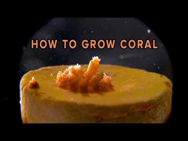 How To Grow Coral