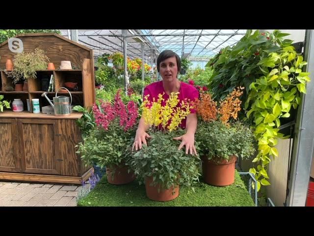 Cottage Farms 3-Piece Dwarf Fragrant Hummingbird Mint Plants on QVC