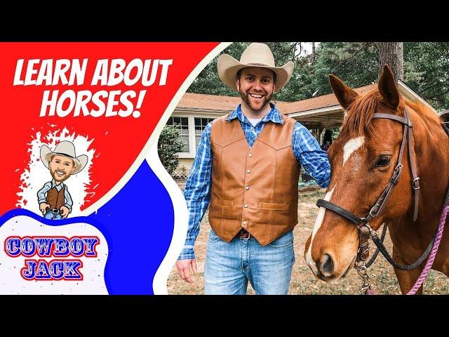 Learn about Horses | Cowboy Jack | Educational Videos for Kids