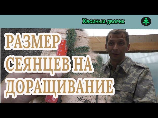 Какой размер сеянцев на доращивание, ели голубой и туи колоновидной,отправка  "Хвойный дворик"