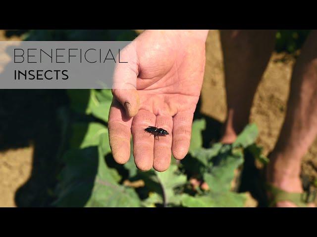 Beneficial Insects - Bringing Back the Edges