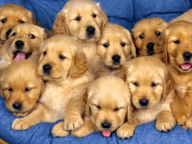 Cuccioli di Labrador e Golden Retriver