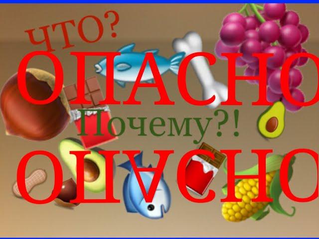 САМЫЕ ОПАСНЫЕ ПРОДУКТЫ ДЛЯ СОБАК