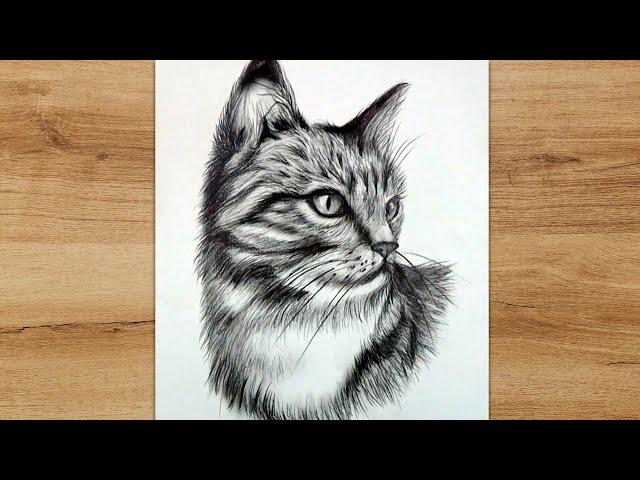 How to Draw a Realistic Cat Step by Step | Cat Head Sketch for Beginners