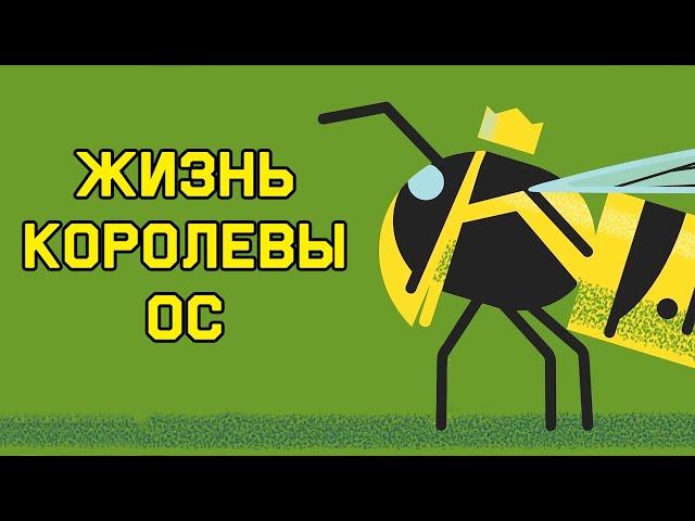 Edu: Жизнь королевы ос