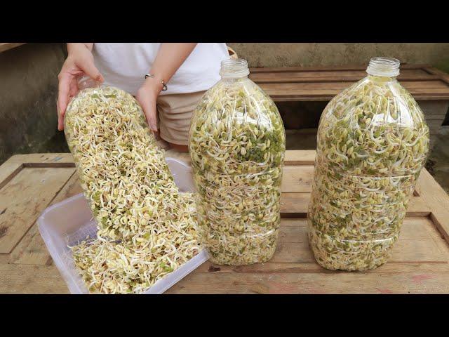 Making bean sprouts at home from plastic bottles is easy - both white and plump