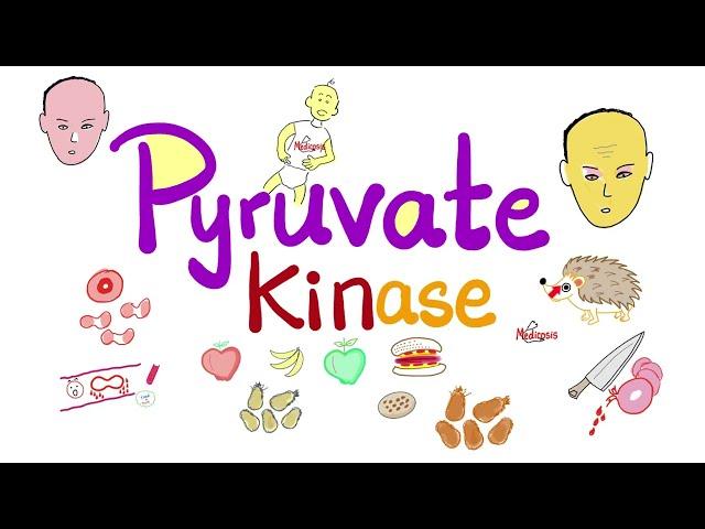 Pyruvate Kinase Enzyme & Glycolysis -  Clinical Biochemistry