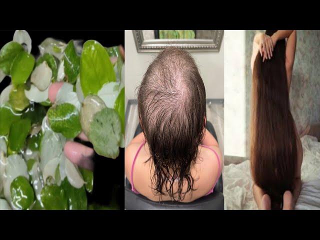Apply it one hour before bathing, hair will grow 10 times faster, will become dense, thick and bl...