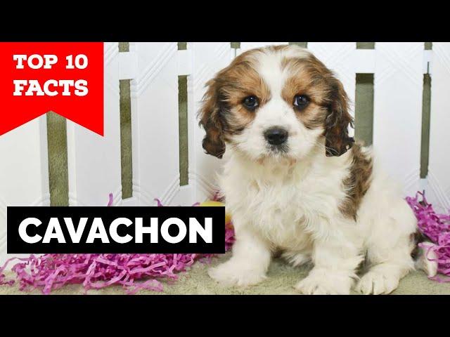 Cavachon - Top 10 Facts