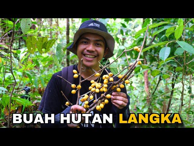 2 Hari berpetualang bersama teman, mencari buah hutan dan panen buah milik warga