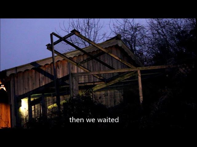 Wild Barn Owl release from an avairy