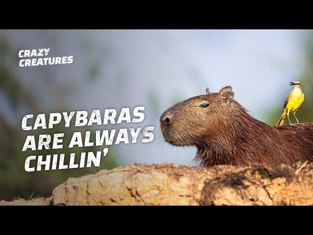 Capybaras, the Largest and ‘Chillest’ Rodents in the World