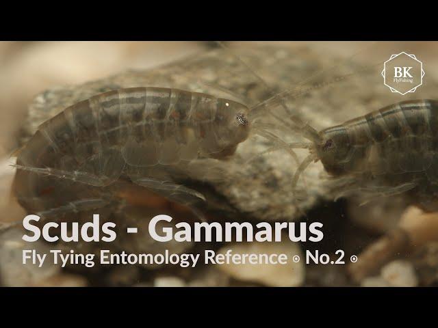 Scuds ◉ Fly Tying Entomology Reference ◉ No.2 ◉  Gammarus Pulex ◉ 4K