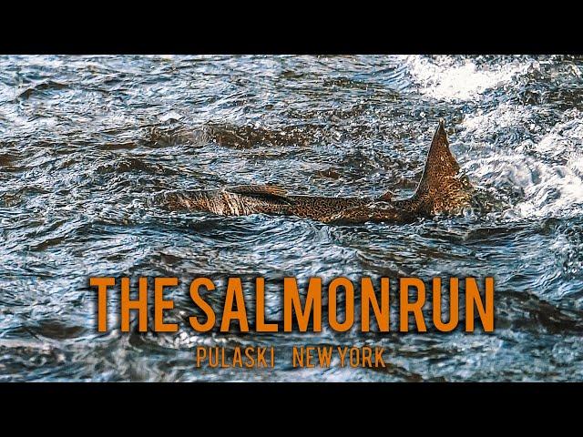 Fly Fishing The Salmon Run Pulaski New York (fly fishing film)