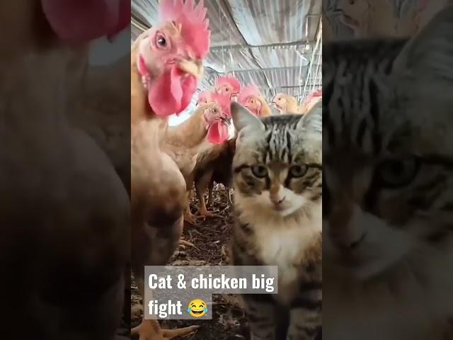 Cat and Chicken big fight #funny #funnyvideo #fedyamedia