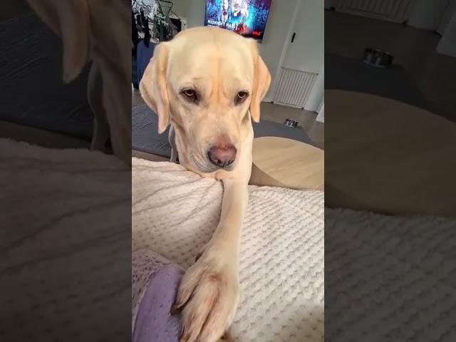 Sweet Labrador Politely Asks To Go Outside #shorts #labrador #politeness