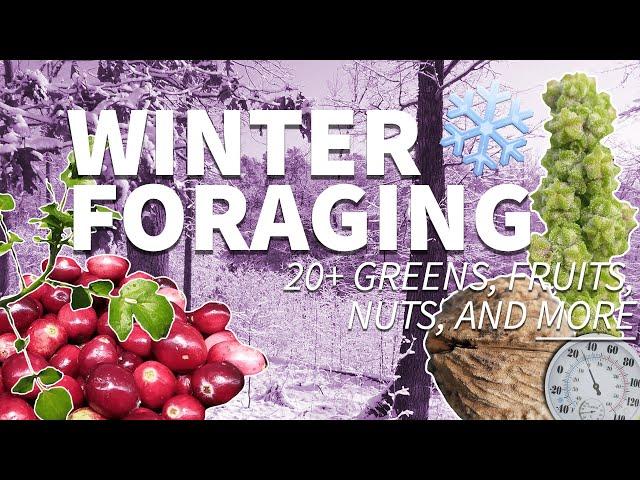 Winter Foraging ️