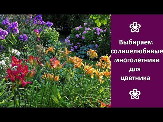  Выбираем солнцелюбивые многолетние цветы для дачи