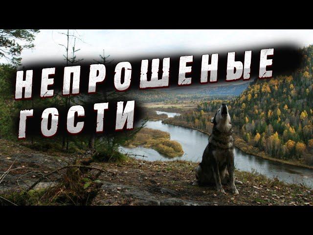 НЕПРОШЕНЫЕ ТАЕЖНЫЕ ГОСТИ! Случай в тайге!