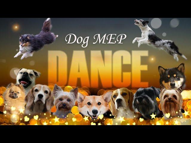 DANCE FULL DOG MEP