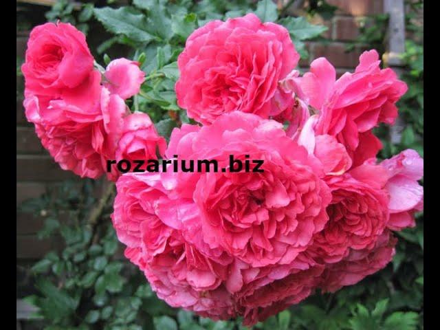 Обрезка годичной плетистой розы. питомник роз полины козловой rozarium.biz, pruning a braided rose