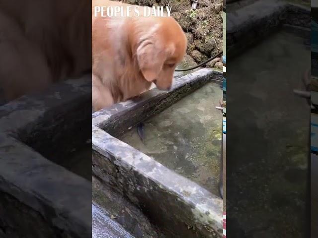 A Golden Retriever used its mouth to gently hold a fish