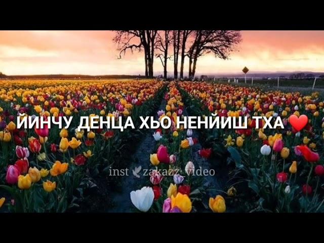 Нен-йиш  Декъал йо йинчу денца