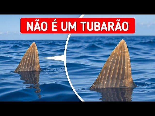 Fatos insanos sobre animais que aposto que você ainda não pesquisou no Google