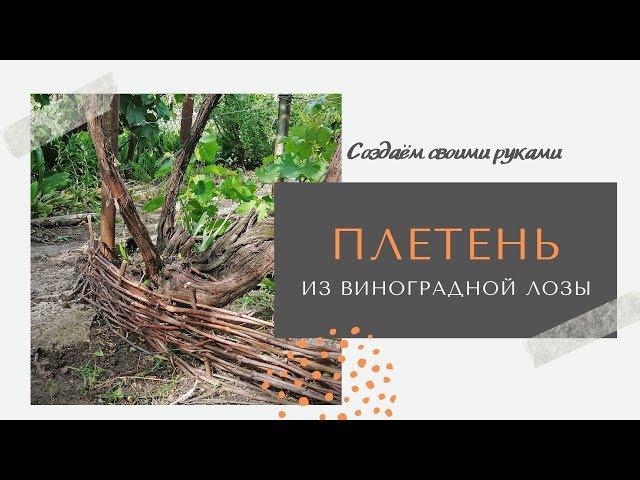 Плетень из виноградной лозы своими руками