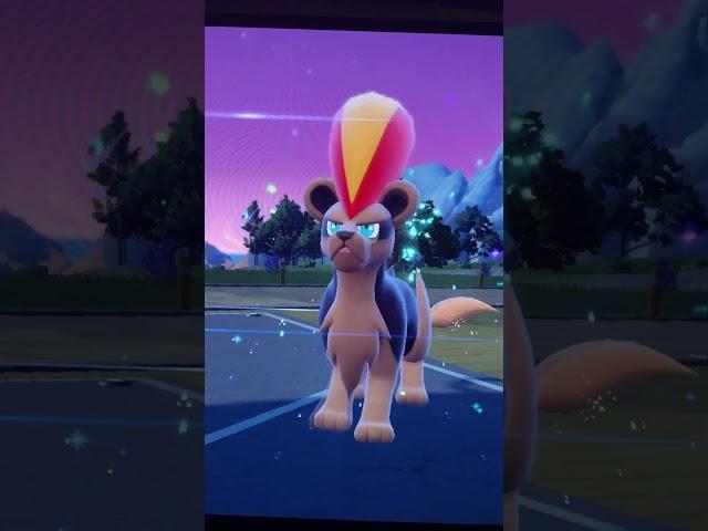 #Litleo evolves into #Pyroar