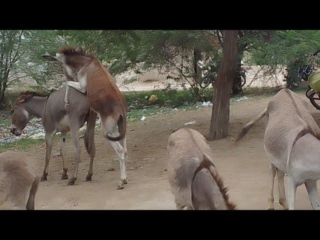 very excellent donkey mating watch this videos #animals #donkey #viralvideo