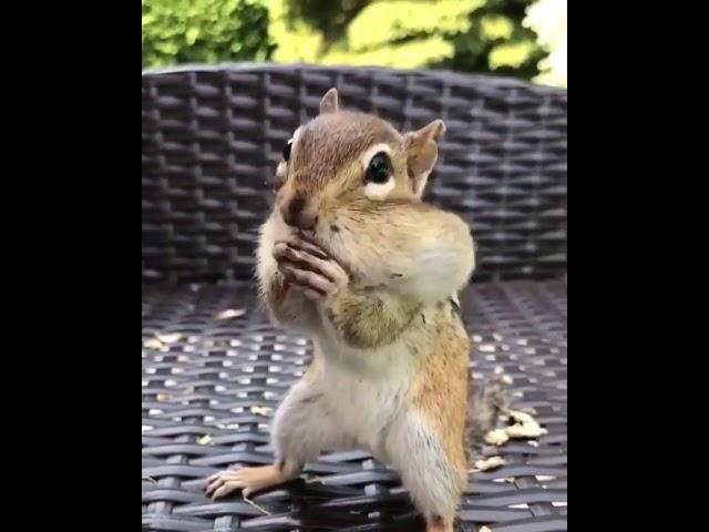 Смешная белка