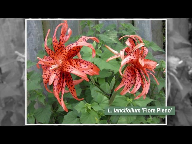 What Are the Different Types of Lilies?