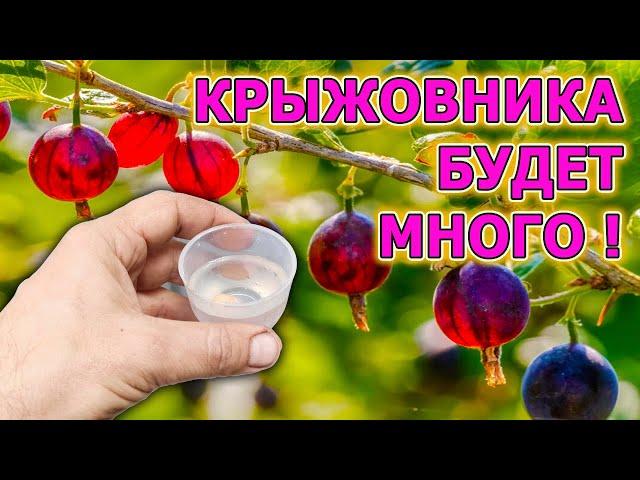 КРЫЖОВНИК будете собирать ведрами на даче! Четыре совета как выращивать много крыжовника. Крыжовник.