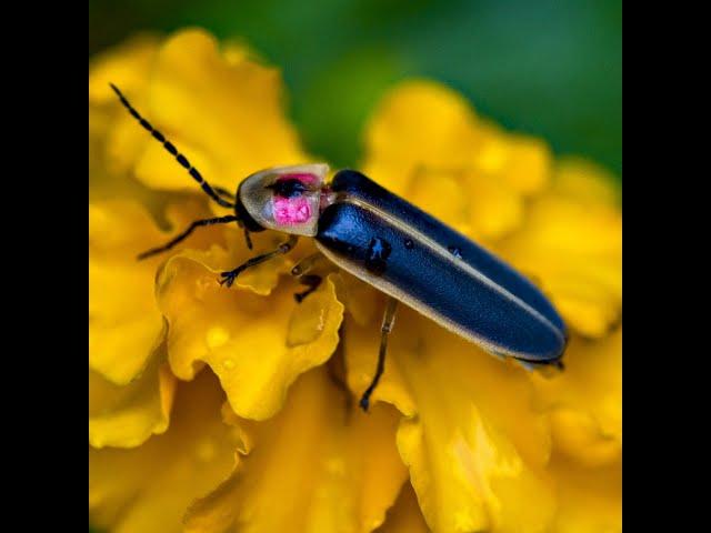 F FOR FIREFLY!|FUN FACTS ABOUT FIREFLIES!