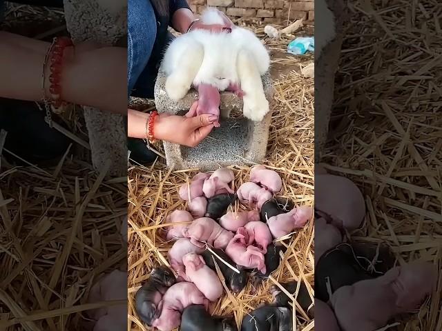 Cute bunny rabbit - Baby rabbits grow up [ 1 To 19 Days ] #pets