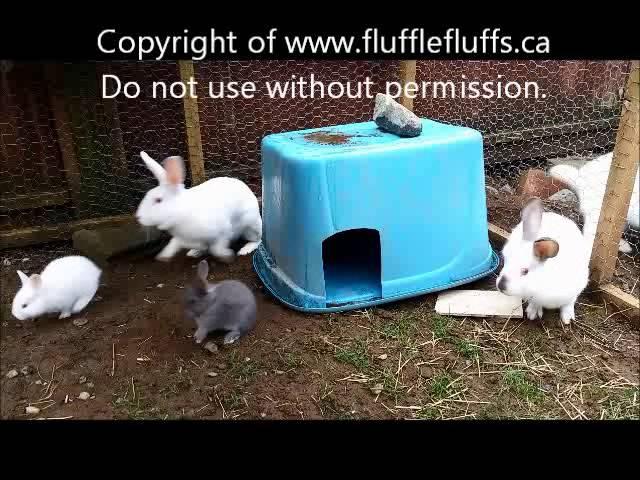 Nature can be cruel - adult rabbit attacks baby bunny