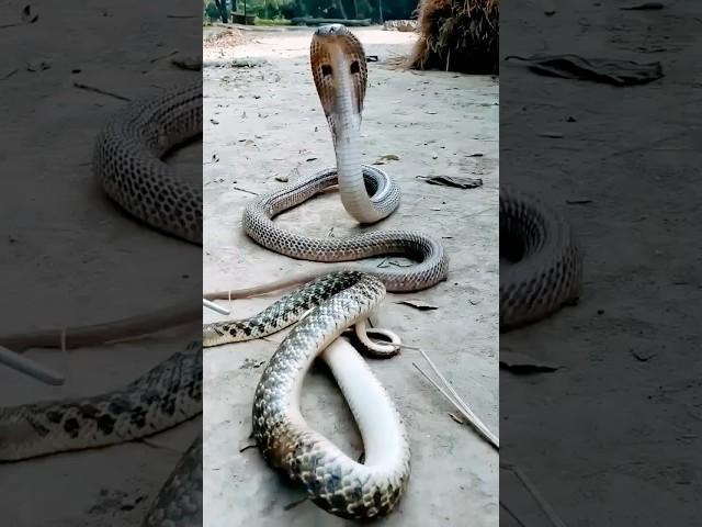 snake #cobra #naagin #trending #