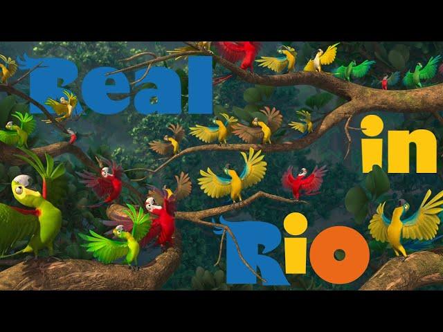 Rio - Real in Rio (Русская Версия) 4K